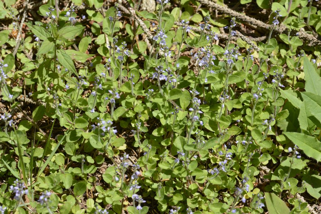 Veronica officinalis